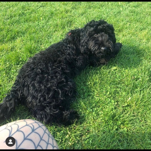 Meet your Posher, Tasha - Picture 1 of 1